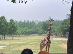 -合肥野生动物园