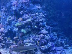 -江和美海洋公园