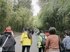 -都江堰中华大熊猫苑