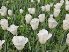 -长春公园(普阳街道)