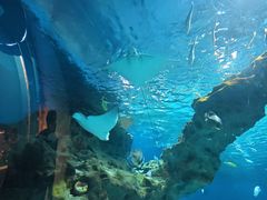 -海合安武汉极地海洋公园