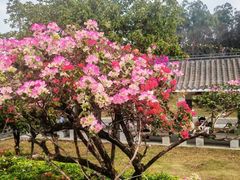 -东莞植物园