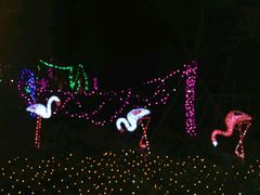 -杭州湾海上花田景区