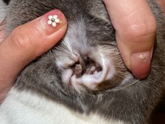 -贝康宠物医院·犬猫全科·小动物特色诊疗中心(东环路店)