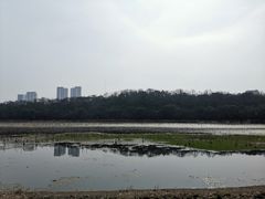 -月湖风景区