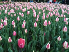 -长春公园(普阳街道)