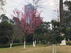 -百林公园-两江幸福广场