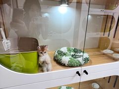 -青奢宠物·青奢猫舍