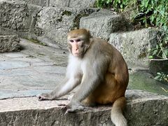 -黔灵山公园