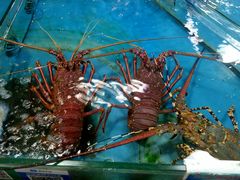 -鸿港海鲜批发市场