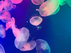 -成都浩海立方海洋公园