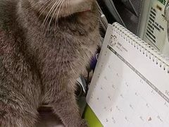 -艾吉宠物医院·疑难杂症转诊中心·猫友好(碧江路院)