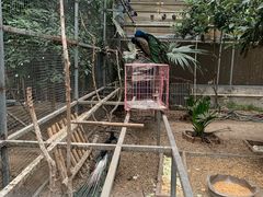 -呀路古热带植物园