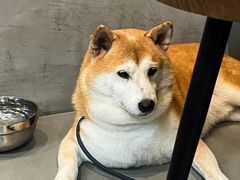 -Again Coffee Roaster(香蜜湖店)