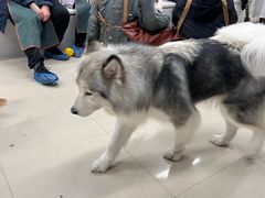 -汪说·狗咖(旺城大厦店)