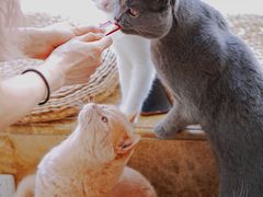 -Catmate·猫肥家润(金润铂宫店)