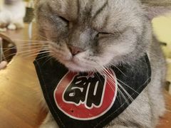 -猫色咖啡·猫咖