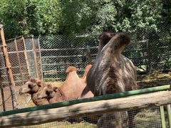 -青藏高原野生动物园
