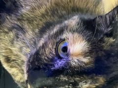 -北京派仕佳德动物医院·超导核磁·CT·神经科·骨科·内外科·急重症管理中心