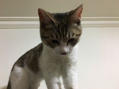 -纳吉亚猫专科动物医院博雅分院