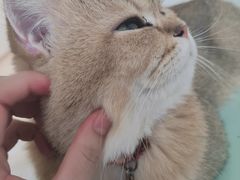 -猫在这儿猫咪咖啡馆·撸猫馆