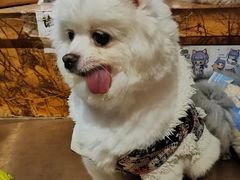 -more than meow吴止猫主题餐厅(承德 中船汇店)