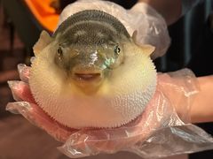 -肆月河豚·淮扬菜·湘菜(华天店)