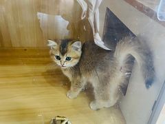 -蓝鲸·缅因猫舍