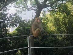 -狮子山郊野公园