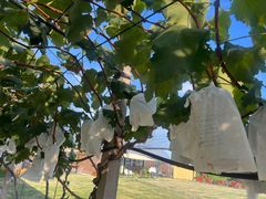 -美家乐农庄·露营·团建(大治路店)