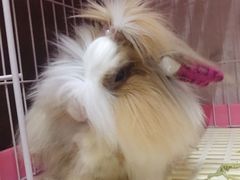 -东莞宠友24H宠物中心医院·转诊夜诊·异宠(新河北路院)