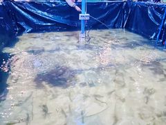 -小象钓虾·营地烧烤(洛溪店)