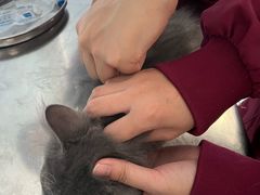 -瑞派福兴宠物医院犬猫全科·骨科·中西医结合(河东店)