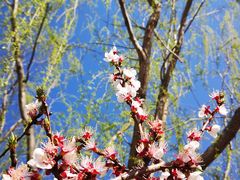 -永定河休闲森林公园