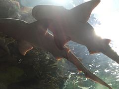 -瑞普利水族馆
