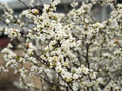 -上海辰山植物园