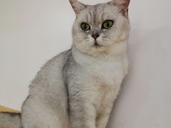 -李小姐の猫咖啡馆(五角场店)