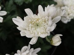 -上海市龙华烈士陵园