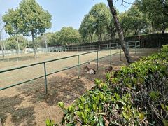 -合肥野生动物园