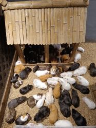 -酷嗒动物文化乐园(cutezoo西溪乐天城店)