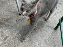 -喵屿·大理花园猫咖