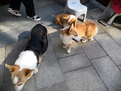 -柯斗斗主题餐厅·狗咖·围炉煮茶·茶饮(国瑞升平里店)