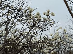 -浮山香苑