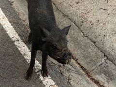 -清迈夜间动物园