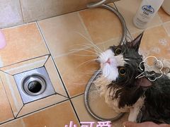 -佳雯宠物医院·皮肤科·内外科(春晓路分院)