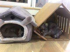 -Heymao猫咖.咖啡厅(东门店)