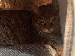 -恒幸动物医院·急重症转诊中心·神经内外科·CT核磁