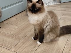 -安格丽娜·狗咖·猫咖羊驼咖(春熙路百盛商场店)