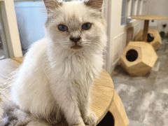 -楼上猫咖(罗湖店)