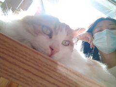 -猫的茶·猫咖